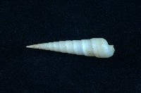 藏品(筍螺)的圖片